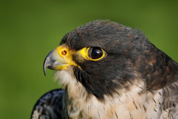 Falcon, close-up head portrait. Peregrine Falcon, bird of prey sitting on the stone in the rock,...