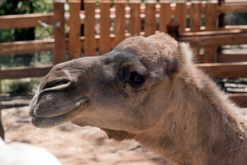 this is a side view of a camel