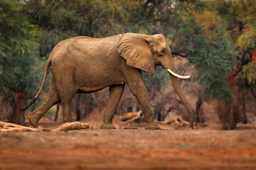 Fototapeta na wymiar Forest Mana Pools NP, Zimbabwe in Africa. Elephant in the old forest, evening light, sun set. Magic wildlife scene in nature. African elephant in beautiful habitat. Art view in nature.