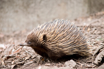 this is a side view of an echidna