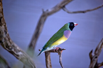 this is a male gouldian finch