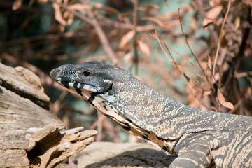 this is a close up of a lace monitor lizard