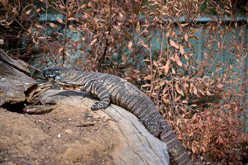the lace monitor lizard is climbing a tree