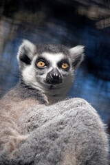 Fototapeta premium the ring tailed lemur is sitting resting