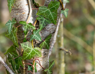 Ivy leaves wrapped around beech tree green leaves