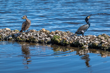 Hamburg, Germany. Cormorants (Phalacrocorax carbo) on the lake Alster in the city center.