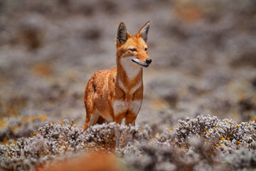 Ethiopian wolf, Canis simensis, pack in the nature.