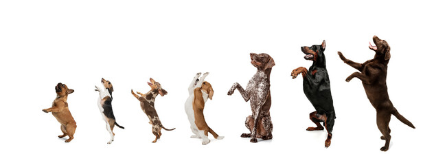 Collage of sweet funny dogs different breeds standing isolated over white studio background.