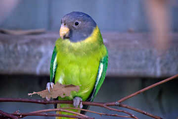 the plum headed parakeet is holding a leaf