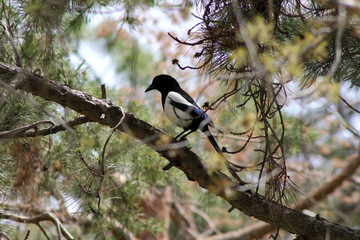 Nature landscapes in Kırşehir welcoming spring