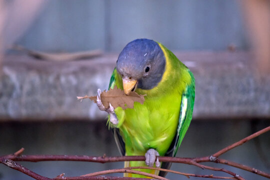 the plum headed parakeet is eating a leaf
