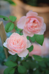 A beautiful rose , ST Ethelburga Rose,
A beautiful bouquet of roses in a vase 