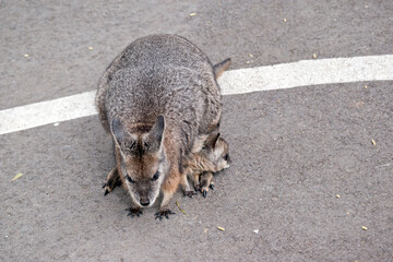 the tammar wallaby has a joey in her pouch