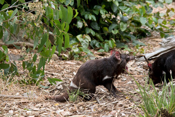 the Tasmanian Devil has sharp teeth