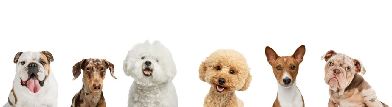 Six purebred dogs different breeds looking at camera isolated over white studio background.