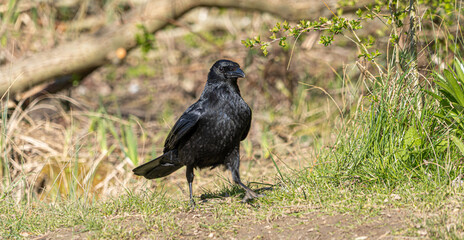 Single Bird Portrait European Carion Crow