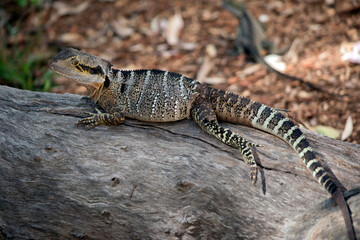 this is a side view of a water dragon lizard