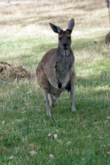 the western grey is standing in a grassy field