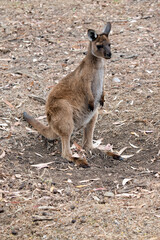 this is a male western grey kangaroo joey