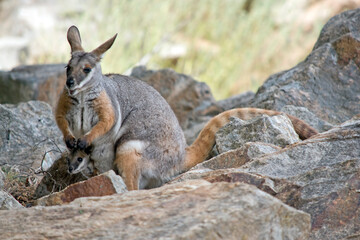 the yellow footed rock wallaby has a joey in her pouch