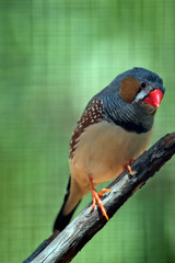 this is a close up of a zebra finch