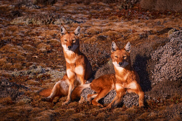 Ethiopian wolf, Canis simensis, pack in the nature. Bale Mountains NP, in Ethiopia.  Rare endemic animal from east Africa. Wildlife nature from Ethiopia.