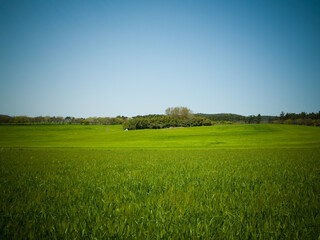 청보리, 보리밭, 보리
