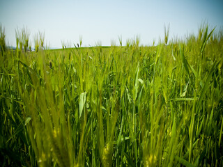 청보리, 보리밭, 보리