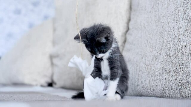 Little cute cheerful gray kitten is playing with toy bow on string. Cat is play at home on couch. Have fun with your pet. Funny children of animals. Love for pets. Active lifestyle of small cats.