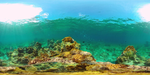 Fototapeta na wymiar Tropical fishes and coral reef at diving. Underwater world with corals and tropical fishes. Philippines. Virtual Reality 360.