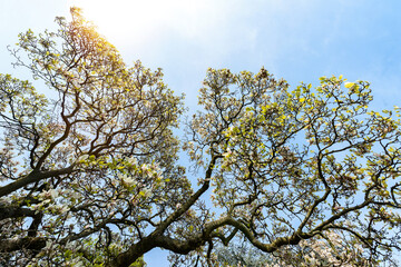 Magnolia blossom tree flowers with sky