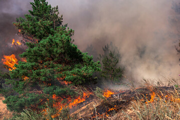  wildfire, burning pine forest .