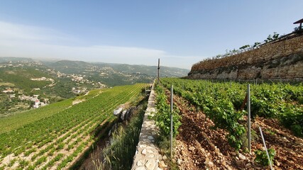 Vineyard landscape view. Summer season. Red wine in the making. Syrah, Cabernet sauvignon, Cabernet...