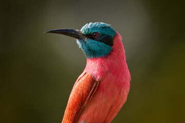 Red pink Northern Carmine Bee-eater, Merops nubicus, detail portrait of beautiful bird from Africa. Pink bee-eater from Lake Awassa in Ethiopia. Blue head bird in tghe nature habitat, sunny day.