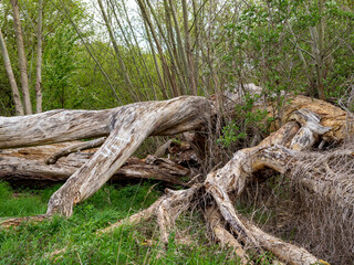 fallen dead trees in the forest