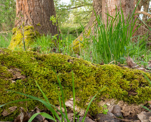 green moss on the tree, trees covered with moss