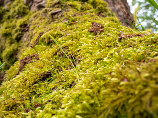 green moss on the tree, trees covered with moss