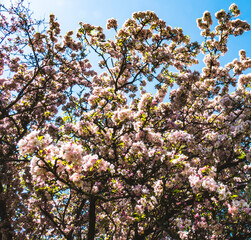 Views of Botanic garden in Vácrátót, Hungary