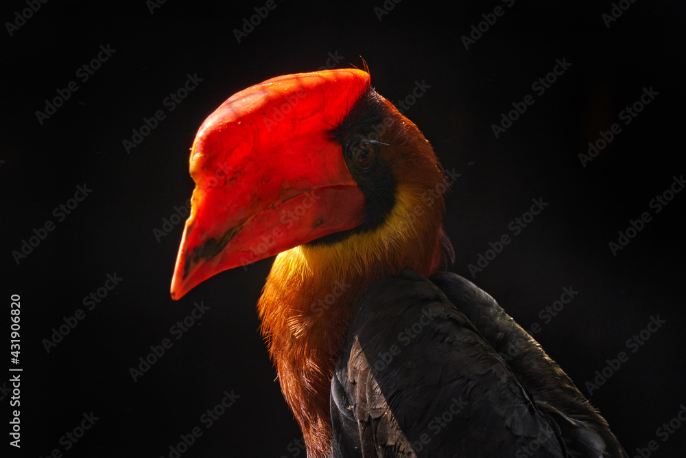 Wall mural Rhinoceros Hornbill, Buceros rhinoceros, bird with big red bill.   Java, Indonesia in Asia. Detail close-up portrait of hornbill, in the dark tropic forest. Wildlife nature in Indonesia. Red bird. - Wall murals