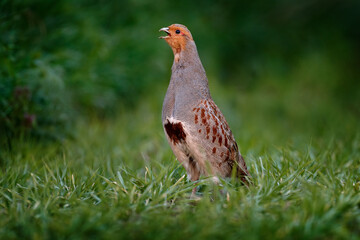 Partridge with open bill in the green grass. Grey partridge, Perdix perdix, bird in habitat. Animal in the nature meadow. Detail portrait of Grey partridge from Germany, wildlife nature in Europe.
