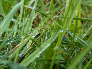dew drops on green grass