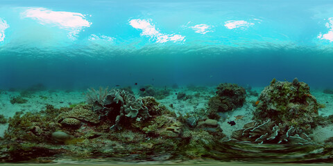 Fototapeta na wymiar Reef Marine Underwater Scene. Tropical underwater sea fish. Philippines. Virtual Reality 360.