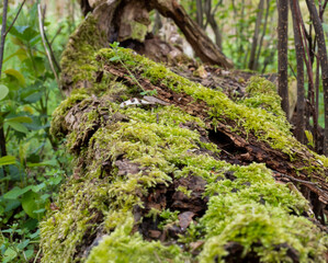 green moss on the tree, trees covered with moss
