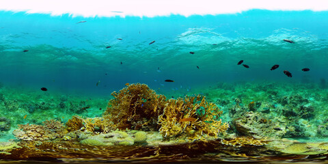 Fototapeta na wymiar Underwater fish reef marine. Tropical colourful underwater seascape. Philippines. 360 panorama VR