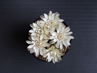 Cactus flower white colours full bloom gymnocalycium cactus flower