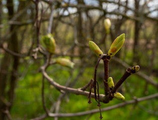 blossoming tree foliage, tree buds