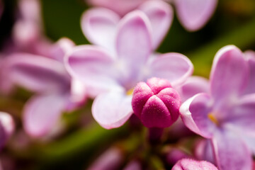 Fototapeta na wymiar Extreme close up image of lilac blossom