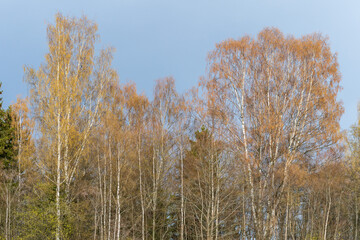 Obraz na płótnie Canvas Mixed forest with birch by Sundvika, Toten, Norway, at spring.