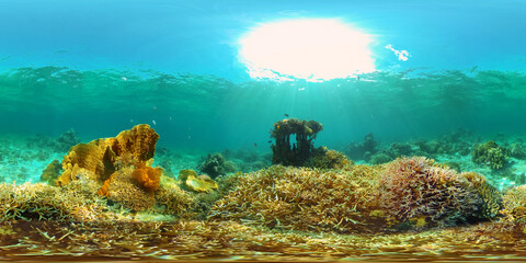 Tropical colourful underwater seascape. Tropical fishes and coral reef underwater. Underwater landscape. Philippines. 360 panorama VR