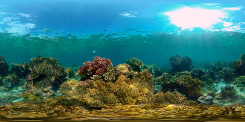 Fototapeta na wymiar Tropical Fishes on Coral Reef, underwater scene. Colourful tropical coral reef. Scene reef. Philippines. 360 panorama VR